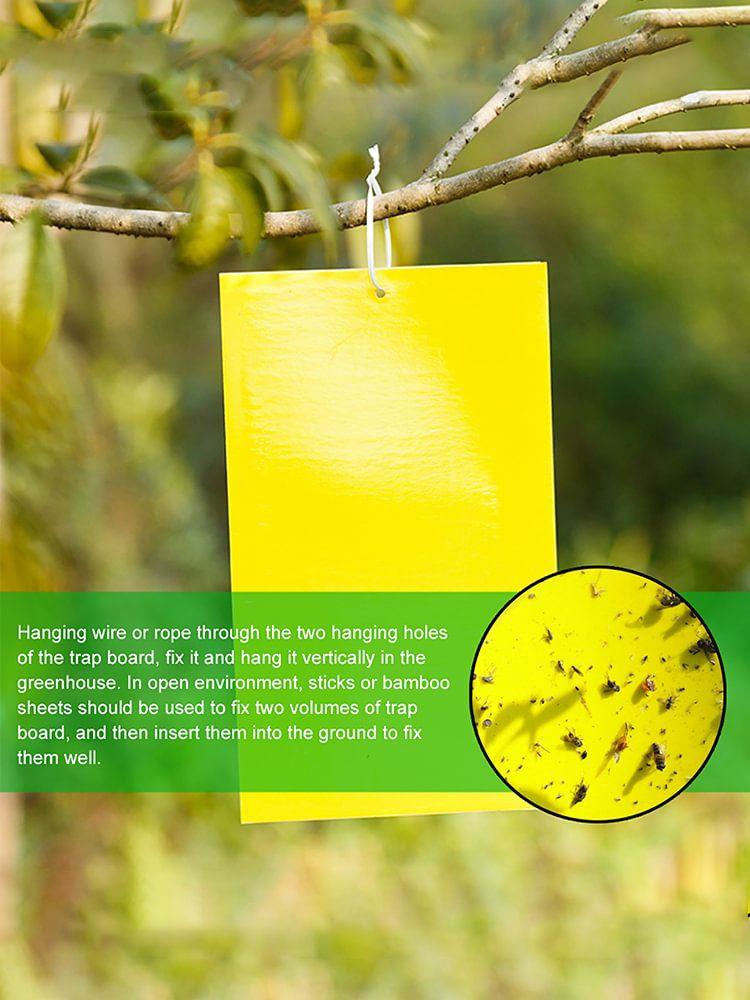 Sticky Traps for Bugs – 20 Pieces Fly Paper Stickers for Indoor House Plant  |  Moldproof Supplies